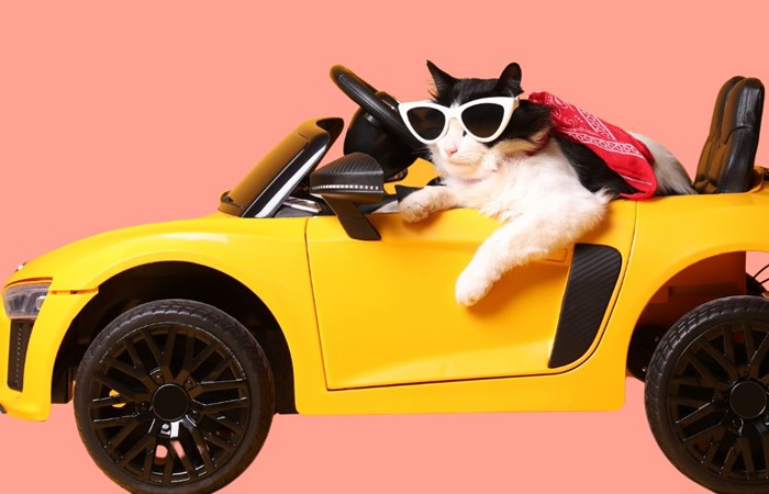 The True Cost of Owning a Car